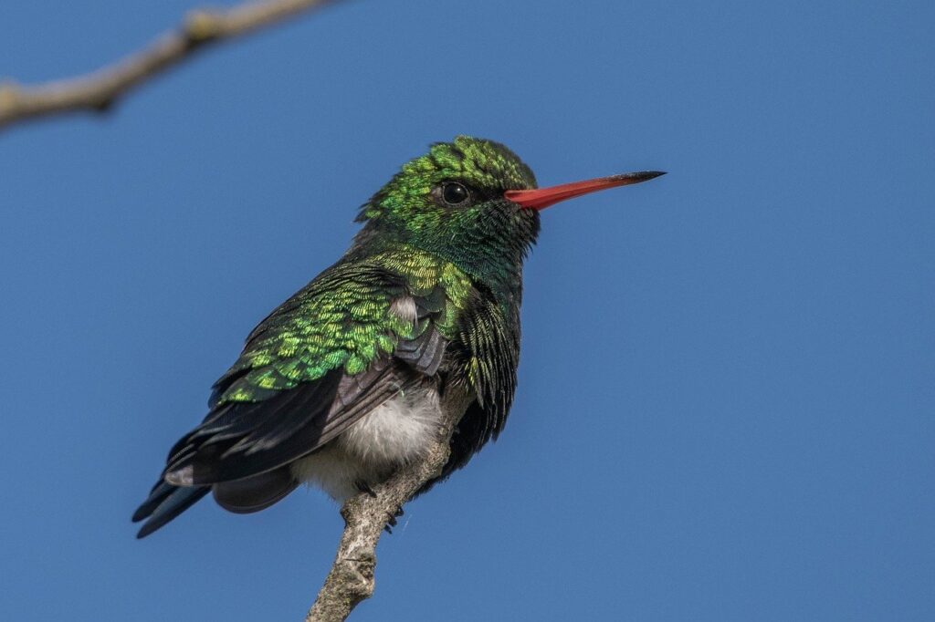 hummingbird, bird, brilliant bellied emerald-7745078.jpg